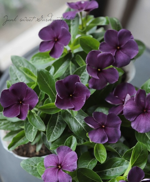 �˥��˥��������إ֥�å��٥꡼��