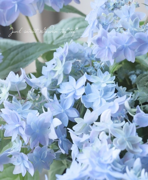 吉岡麗子さん】山紫陽花 『美方八重 -ミカタヤエ-』 ブルー | Flower