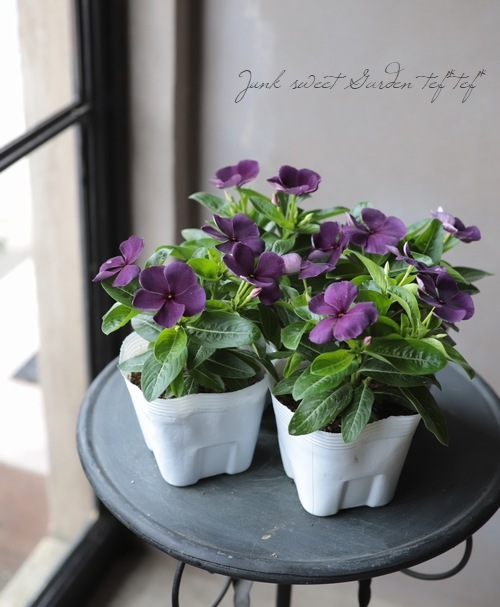 �˥��˥��������إ֥�å��٥꡼��