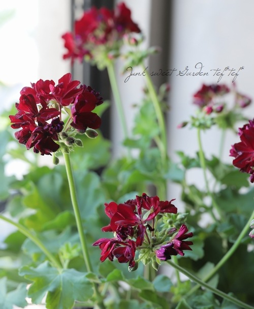 ゼラニウム カリオペ ダークレッド すべての商品 Junk Sweet Garden Tef Tef