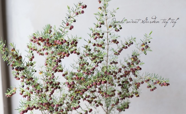 �ܥ��˥����ᥬ���ƥ����ޡ��إ����ɥ�����