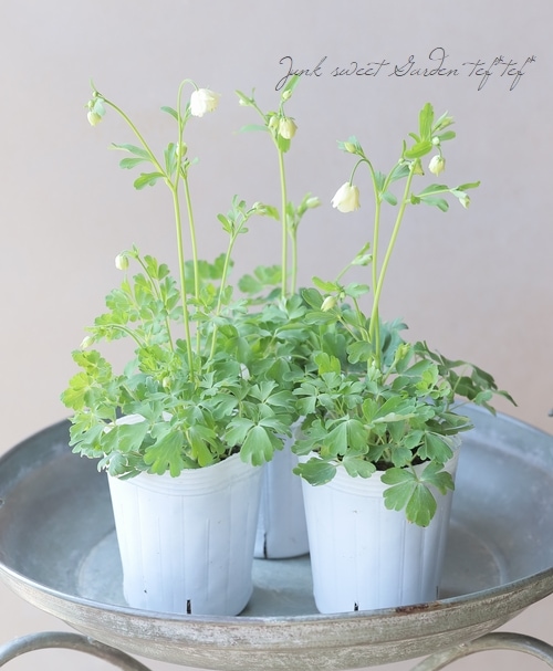 松原園芸オリジナル】 姫オダマキ 『八重クリーム』 小輪 | すべての