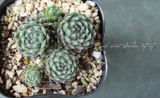 多肉植物】センペルビウム『ライブリー・バグ』 | Leaf Species,多肉