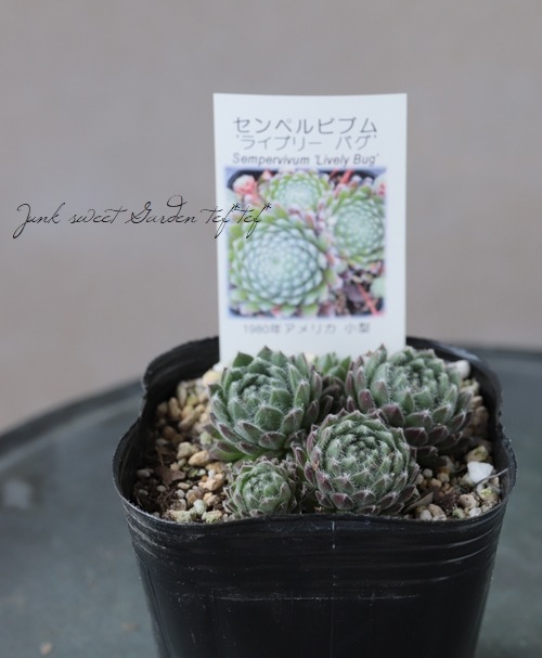 センペルビウム輸入 スロバキア Cancer 楽天市場】TL-10/22 センペルビウム属 多肉植物 9cmポット観葉植物