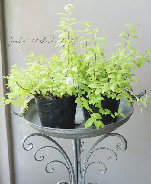 ����ĥ����إۥ磻�ȥ�����ɡ� ���