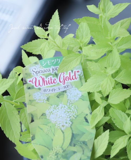 ����ĥ����إۥ磻�ȥ�����ɡ� ���