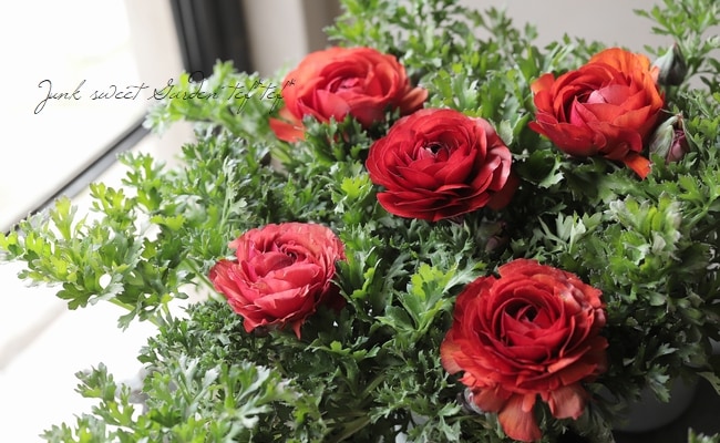 ラナンキュラス 『マシェ』 チョコレート | すべての商品 | | Junk