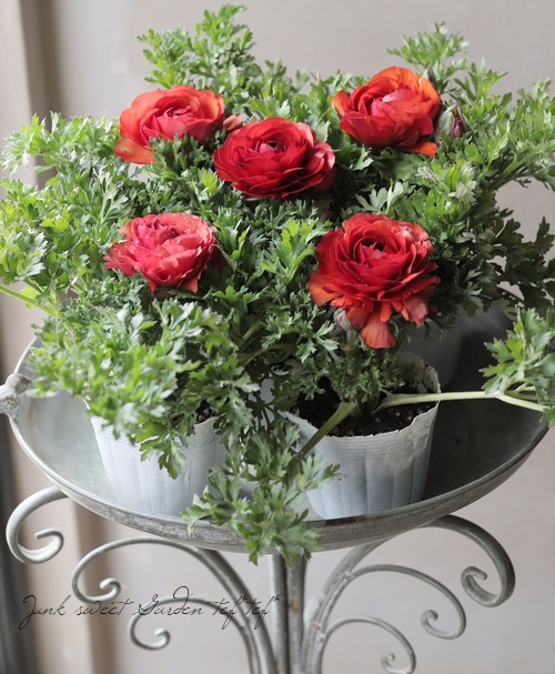 ラナンキュラス 『マシェ』 チョコレート | すべての商品 | | Junk