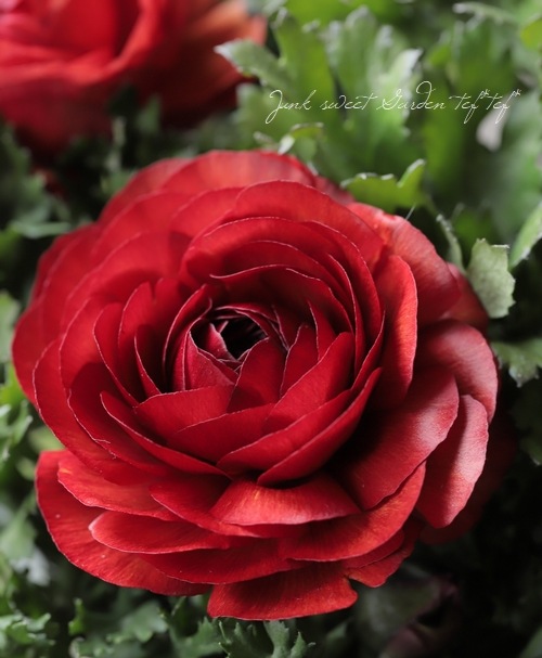 ラナンキュラス 『マシェ』 チョコレート | すべての商品 | | Junk