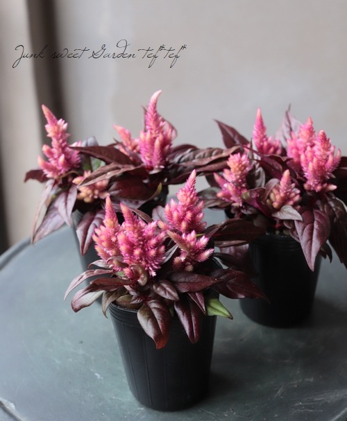 ケイトウ スマートルック ロマンティカ セロシア すべての商品 Junk Sweet Garden Tef Tef