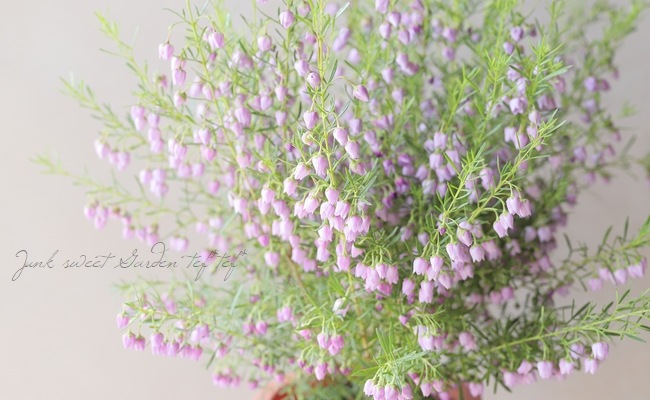 �ܥ��˥� �إ֥롼�������֡� �������Ĳ֡�