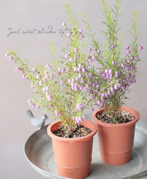 �ܥ��˥� �إ֥롼�������֡� �������Ĳ֡�