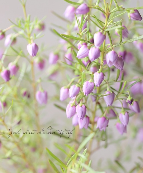 �ܥ��˥� �إ֥롼�������֡� �������Ĳ֡�