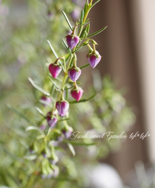 �ܥ��˥� �إ֥롼�������֡� �������Ĳ֡�