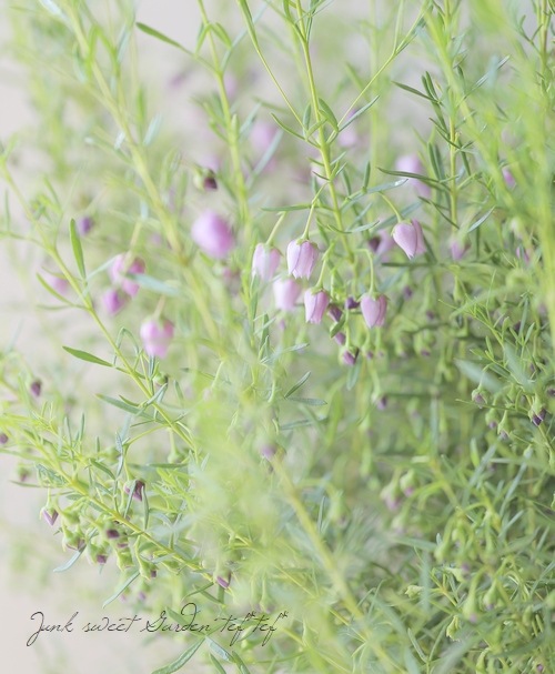 �ܥ��˥� �إ֥롼�������֡� �������Ĳ֡�