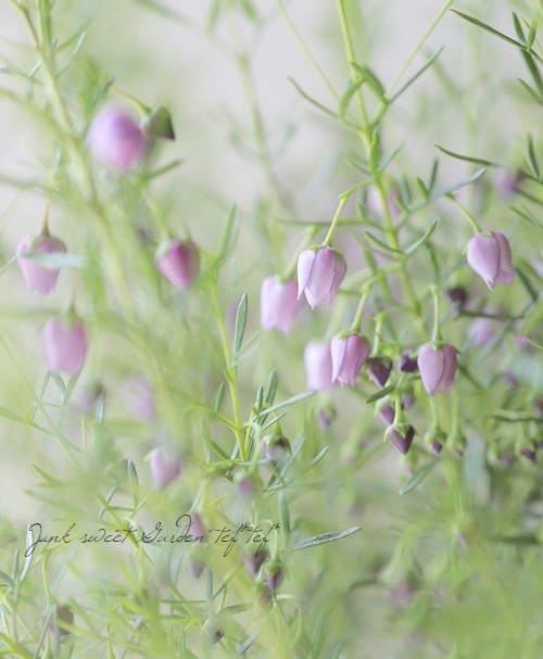 �ܥ��˥� �إ֥롼�������֡� �������Ĳ֡�