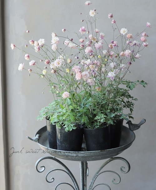 梅椿　ふりふ　岡重　セオα 梅椿ふりふ岡重セオα