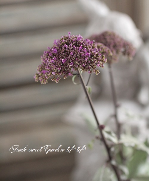 ユウギリソウ 夕霧草 パープル すべての商品 Junk Sweet Garden Tef Tef