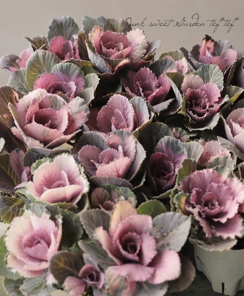 □アンティーク葉牡丹 『萌花セッション』 シフォン | すべての商品