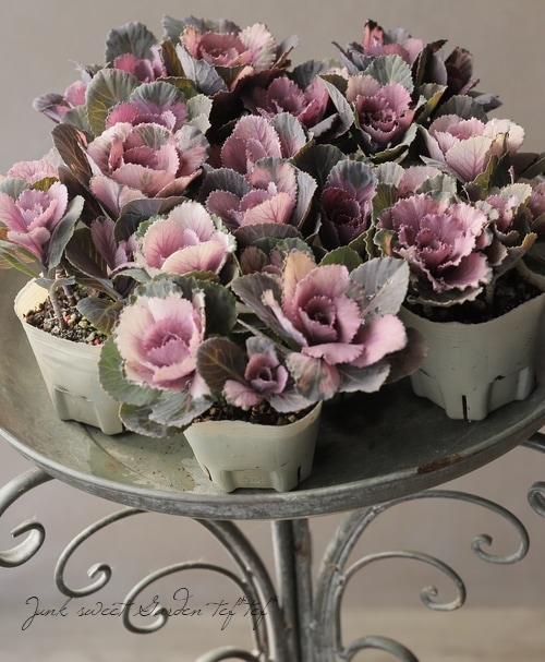 ������ƥ������ղ�ð����˨�֥��å����١����ե���