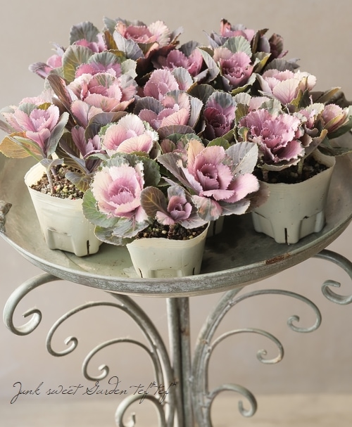 ������ƥ������ղ�ð����˨�֥��å����١����ե���