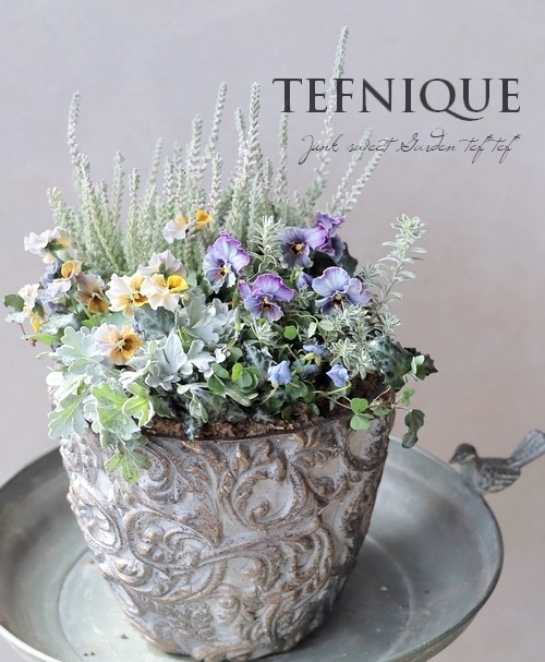大人可愛い冬のスクエアガーデン 寄せ植え 寄せ植え】-TEFNIQUE-寄せ植え 2025 * no.12 * 『大人可愛い冬景色の