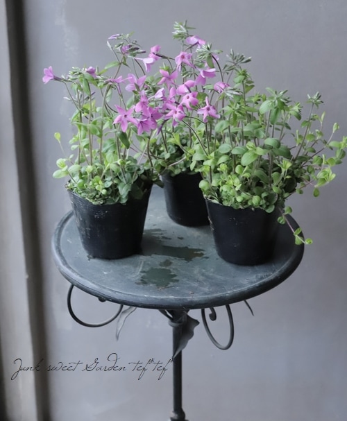 観葉ふーらん apworld_m880g