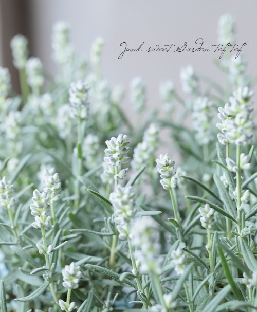イングリッシュラベンダー カノンスター すべての商品 Junk Sweet Garden Tef Tef