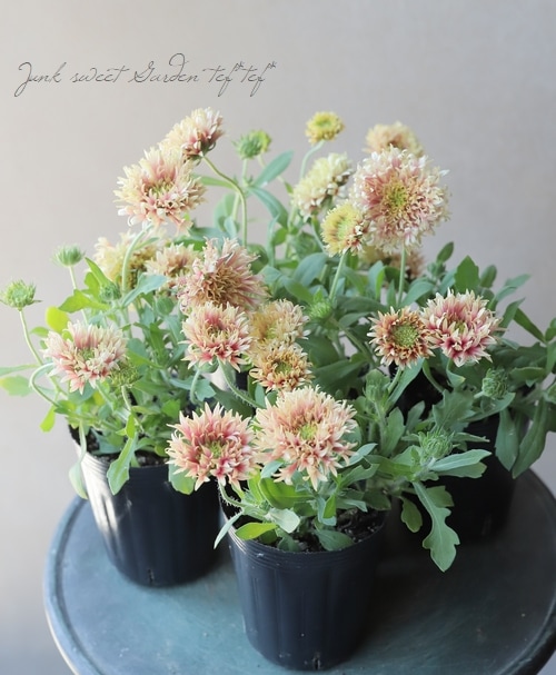 ガイラルディア・ガリア 『ピンクスパーク』 | すべての商品 | | Junk