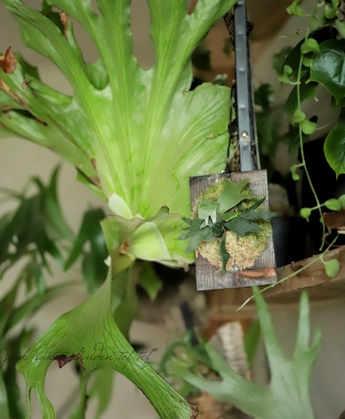 �ڴ��տ�ʪ��Ķ�����ץ�ƥ����ꥦ�ࡦ������󥭡��إХ��ƥꥢ�٥��������TC�����դ��ӥ������� ���������