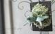�ڴ��տ�ʪ��Ķ�����ץ�ƥ����ꥦ�ࡦ������󥭡��إХ��ƥꥢ�٥��������TC�����դ��ӥ������� ���������