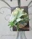 �ڴ��տ�ʪ��Ķ�����ץ�ƥ����ꥦ�ࡦ������󥭡��إХ��ƥꥢ�٥��������TC�����դ��ӥ������� ���������