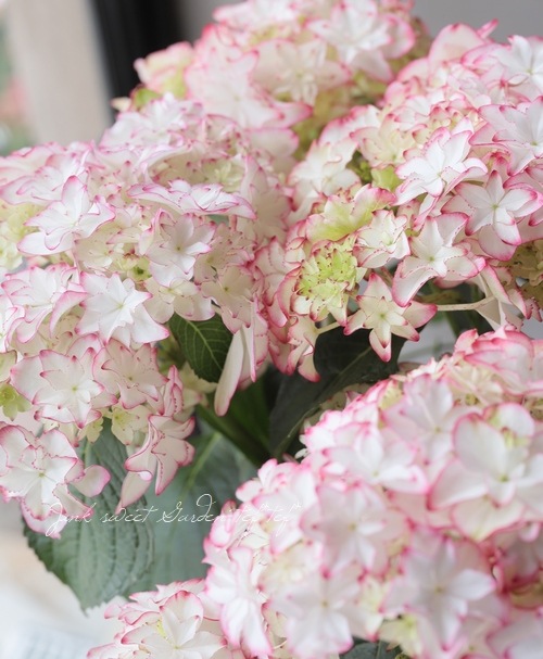 紫陽花 『カレン』 ピンク | すべての商品 | | Junk sweet Garden tef*tef*