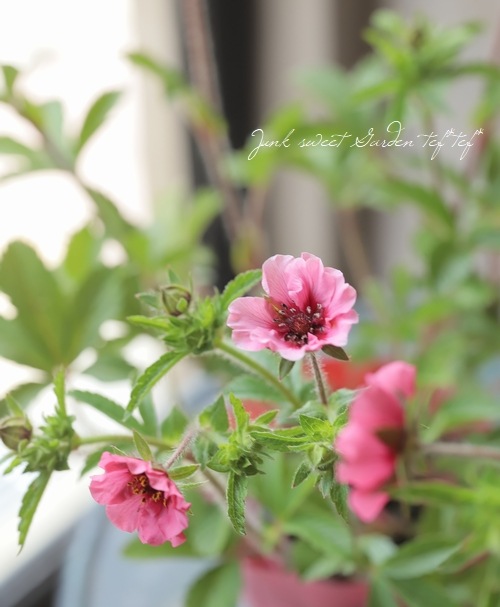 ポテンティラ・ネパレンシス .『ヘレンジェーン』 植え込み用 | すべて