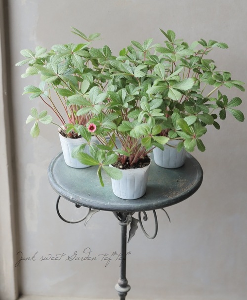 ポテンティラ・ネパレンシス .『ヘレンジェーン』 植え込み用 | すべて