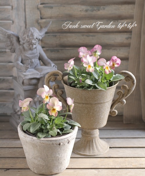 ビオラ・ビビ 『ピンクアンティーク』 ☆斑入り☆ | すべての