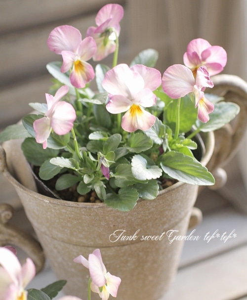 ビオラ・ビビ 『ピンクアンティーク』 ☆斑入り☆ | すべての商品