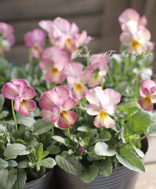 ビビアンピンク　たる型キャニスター 大地農園・ビビアン・クリスタルピンク24輪・アウトレット