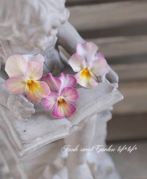 ビオラ・ビビ 『ピンクアンティーク』 ☆斑入り☆ | すべての商品