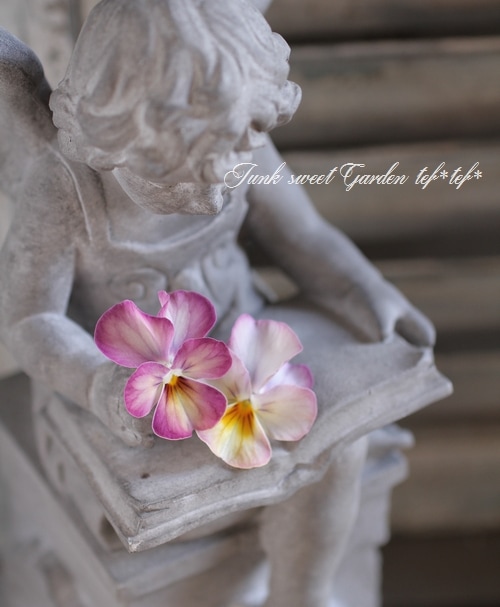 ビオラ・ビビ 『ピンクアンティーク』 ☆斑入り☆ | すべての商品