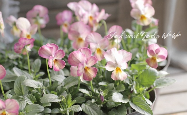 ビオラ・ビビ 『ピンクアンティーク』 ☆斑入り☆ | すべての商品