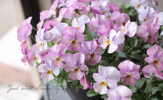 ビオラ・ビビ 『ピンクアンティーク』 ☆斑入り☆ | すべての商品