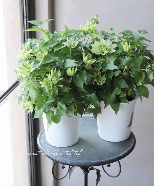 Ĺë���ݥ��ꥸ�ʥ륯��ޥ����� �ѥƥ󥹷ϡ��ز���-�ϥʥ���-��