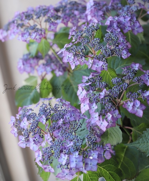 105 シーグラアート シーグラス アジサイ 紫陽花 Amazon.co.jp: #30