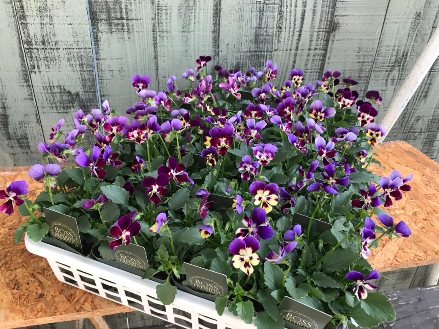 ○ゲブラさんのオリジナルビオラ 『ミステリアスバニー』 | すべての