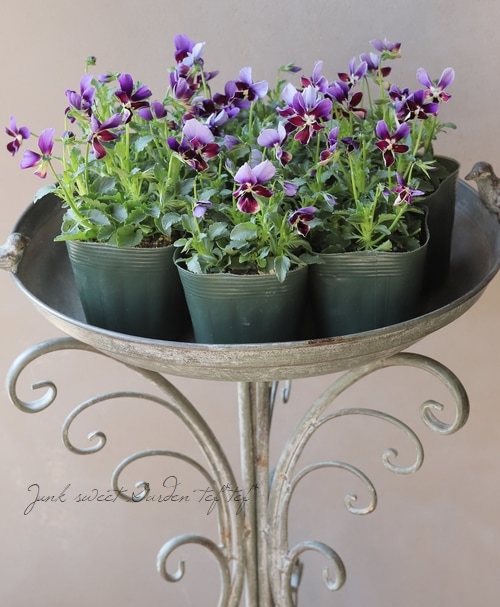 ○ゲブラさんのオリジナルビオラ 『ミステリアスバニー』 | すべての