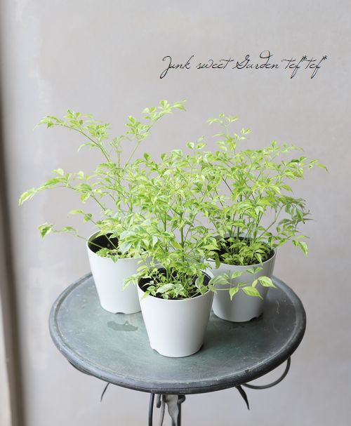 観葉植物 ステレオスペルマム レモンライム すべての商品 Junk Sweet Garden Tef Tef