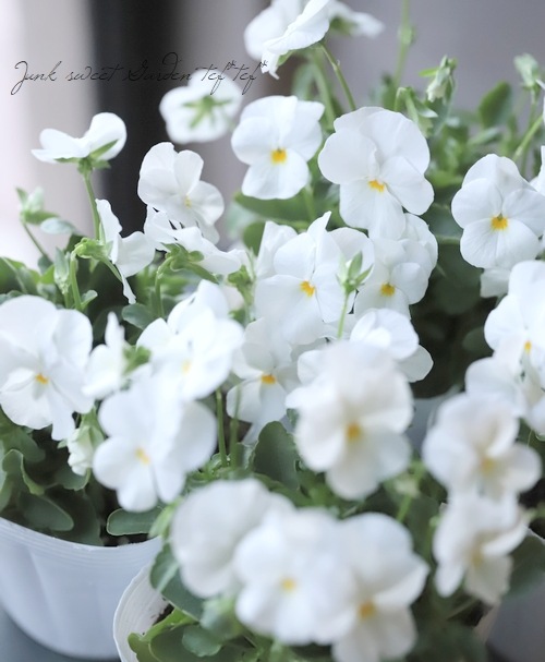 5_000000016963.jpg?1678209903