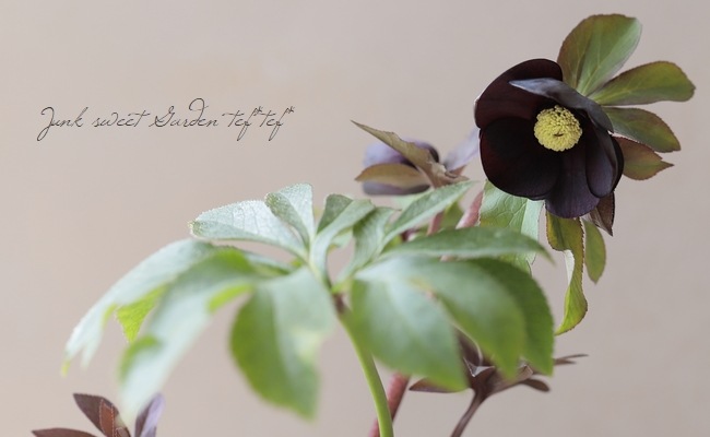 ヒ*ロ様 122 ⭐️極上⭐️【Ashwood】【DD BLACK 】クリスマス 122 ⭐️極上⭐️【Ashwood】【DD BLACK 】クリスマスローズ 花郷園