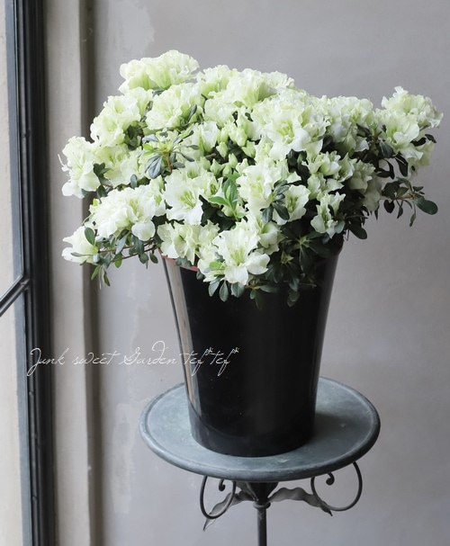 �٥륮�������쥢���إۥ�ƥ����Ρ� Lime Green